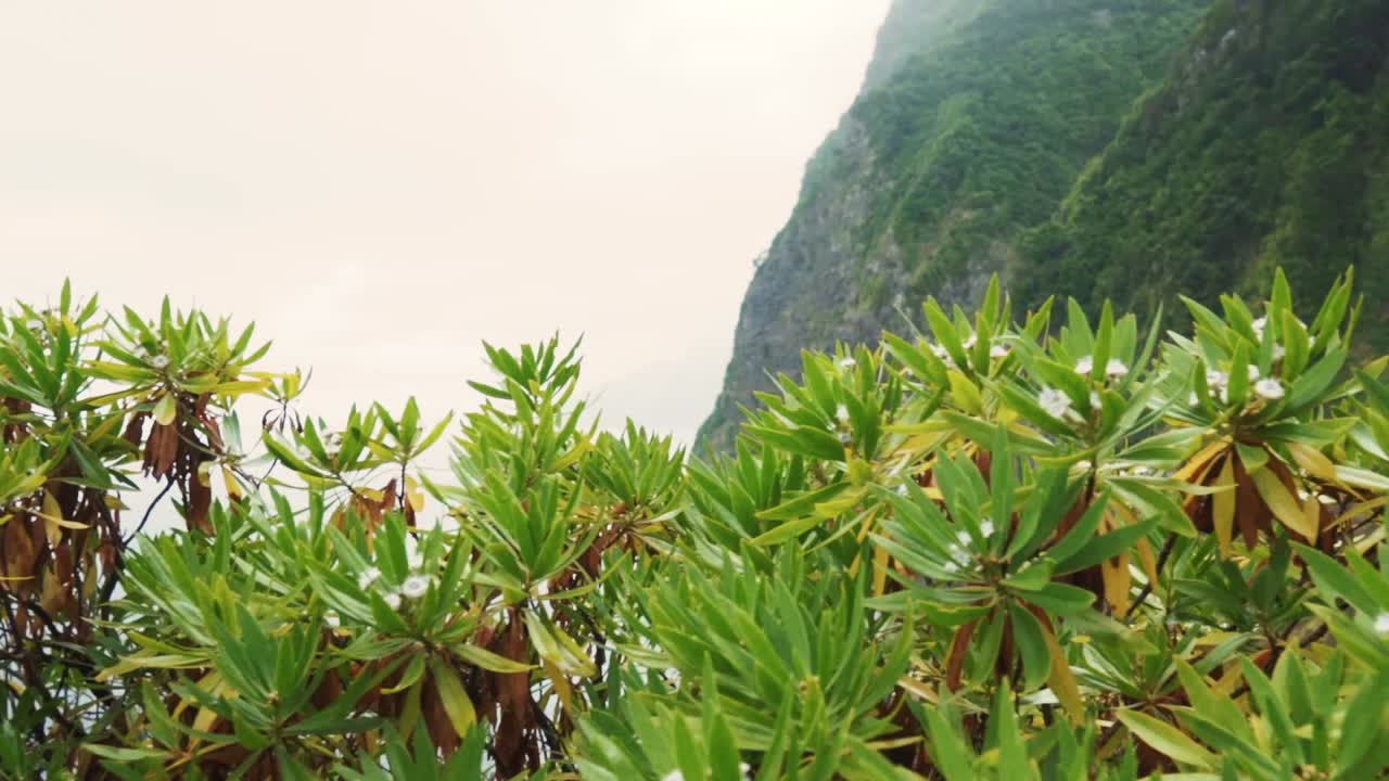 해안 절벽의 폭포와 울창한 식물