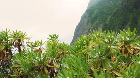 coastal cliffside waterfall and lush vegetation