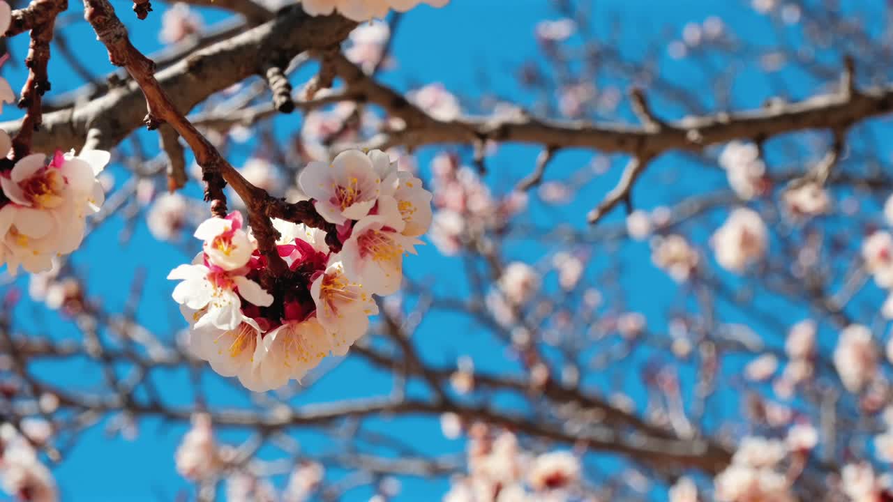 Fiori primaverili delicati ondeggiano dolcemente nella brezza per creare uno sfondo naturale zen pacifico, offrendo un'atmosfera calmante e serena per il branding del benessere e progetti di contenuti video meditativi.