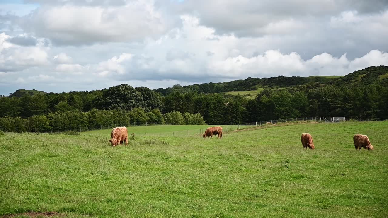 Gado Highland comendo grama nas Terras Altas da Escócia