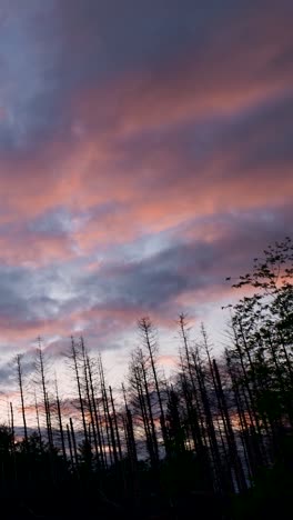 sunset over a burnt forest