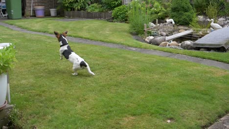 Disparo-En-Cámara-Lenta-Del-Perro-Terrier-Concentrado-Corre-Y-Obtiene-La-Pelota-Del-Aire-En-El-Jardín