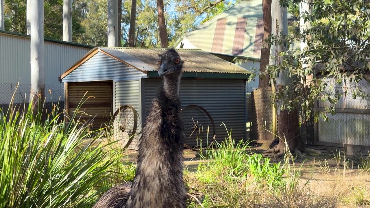 Suuri lentokyvytön emu seisoo valppaana aurinkoisella australialaisella takapihalla eukalyptuspuineen