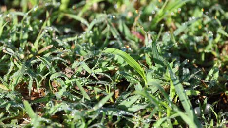 morning dew on grass sparkling in sunlight