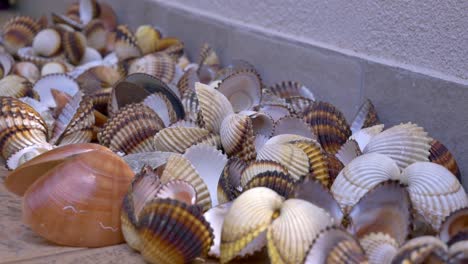 all kinds of different colours empty seashells drying at terrace floor