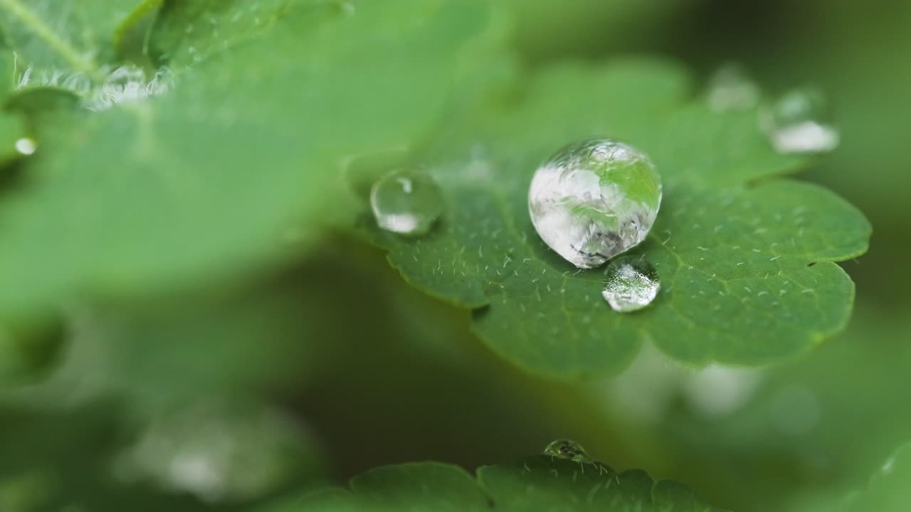 gotas de agua de tiro macro extremo cayendo hoja de trébol verde, profundidad de campo