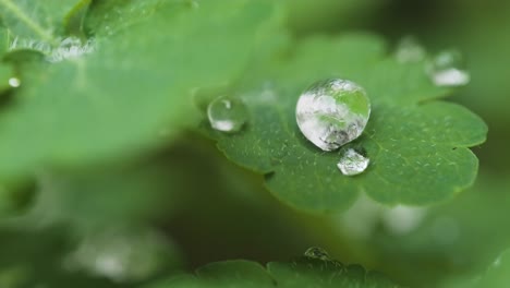 extreme macro shot water droplets falling green clover leaf, depth of field