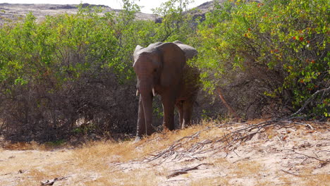 full elephant shot as second passes in front of camera