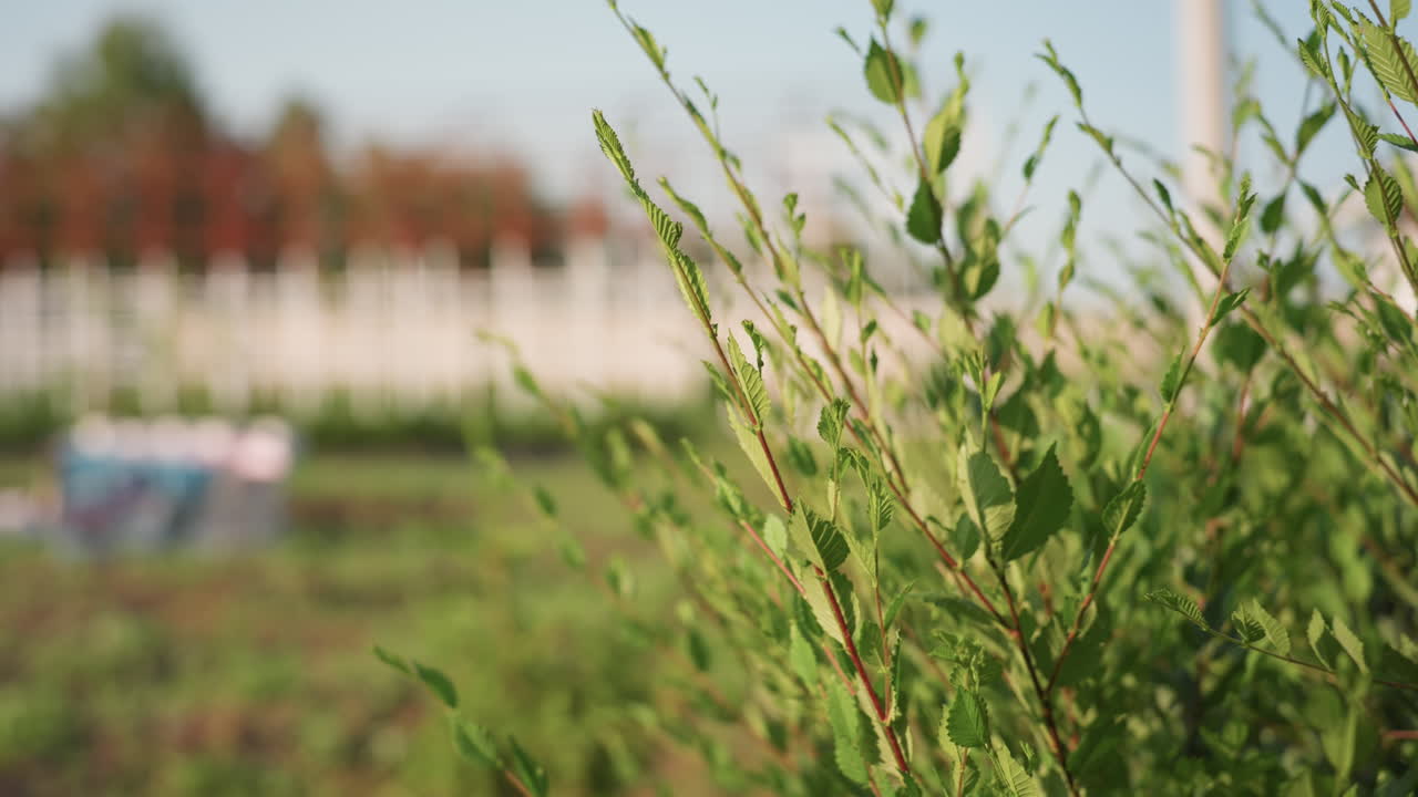 close branch with green leaves in sharp focus against blurred building background during sunny day shallow depth of field creating soft bokeh and sense of quiet garden edge
