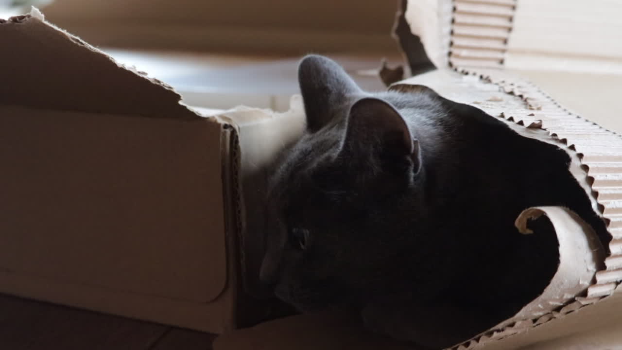 Gatto grigio sdraiato in una scatola.