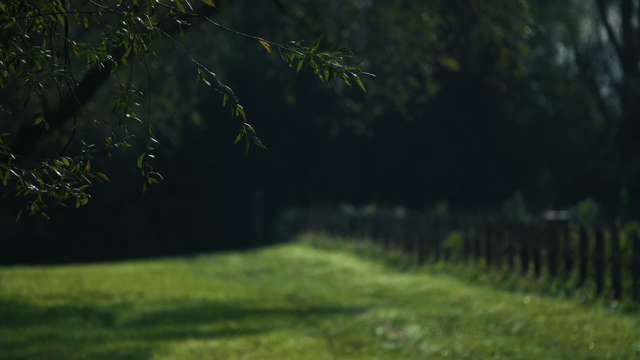 Sunlit grassy path with a wooden fence in Lonjsko Polje, Krapje, Croatia