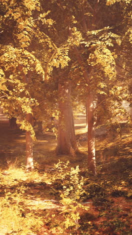 golden hour forest scene