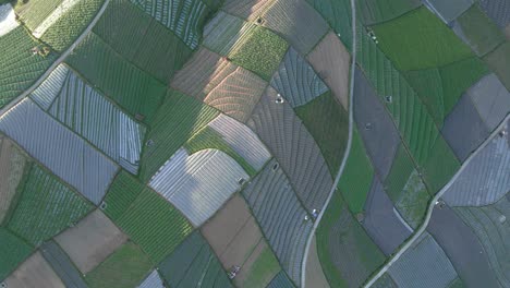 top down aerial of green vegetable plantation