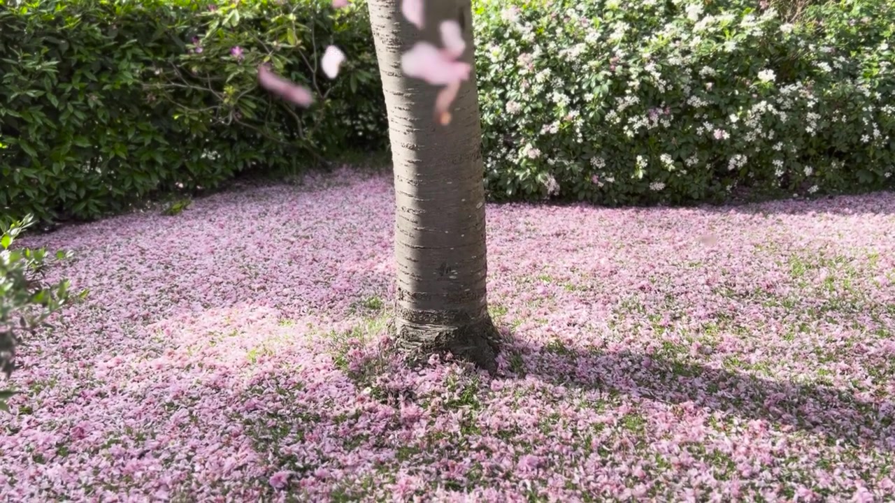 Petali rosa di fiori di ciliegio Sakura che cadono
