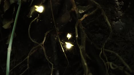 dancing fairies over vines and roots