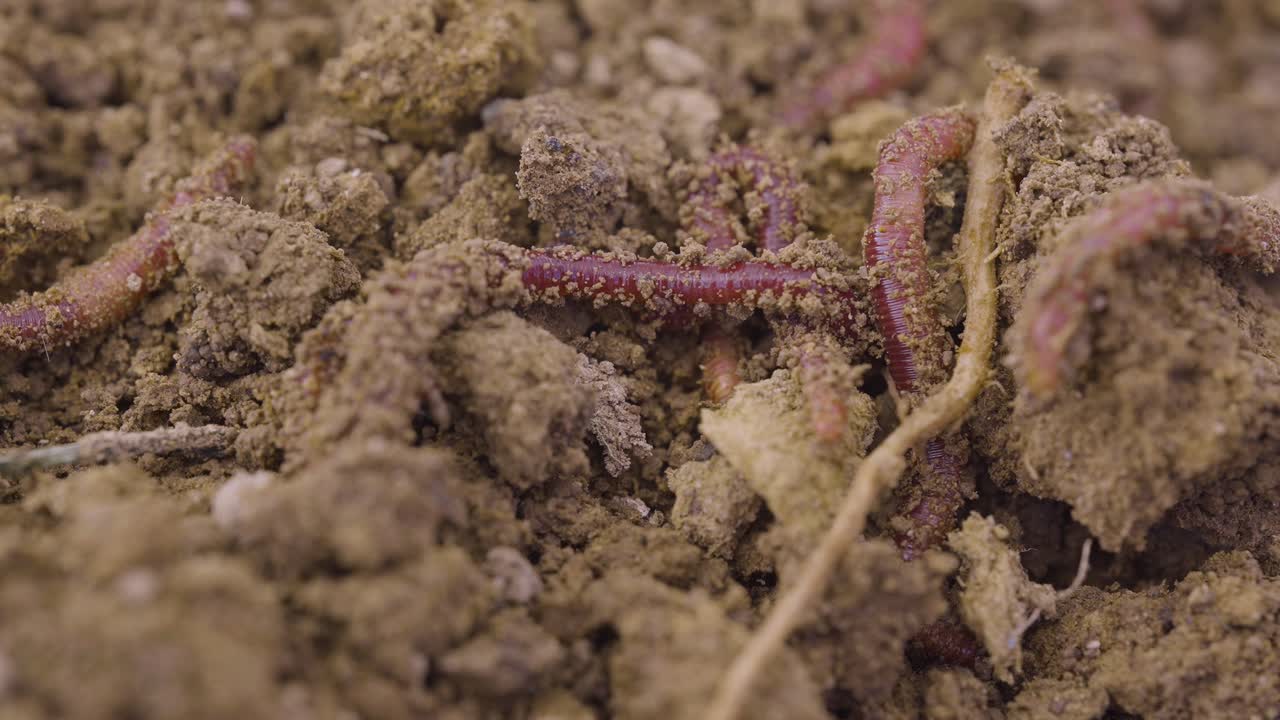 Minhocas cavando na terra. Minhocário e minhocas de vermicultura regenerando o solo. Mudanças climáticas. Solo orgânico