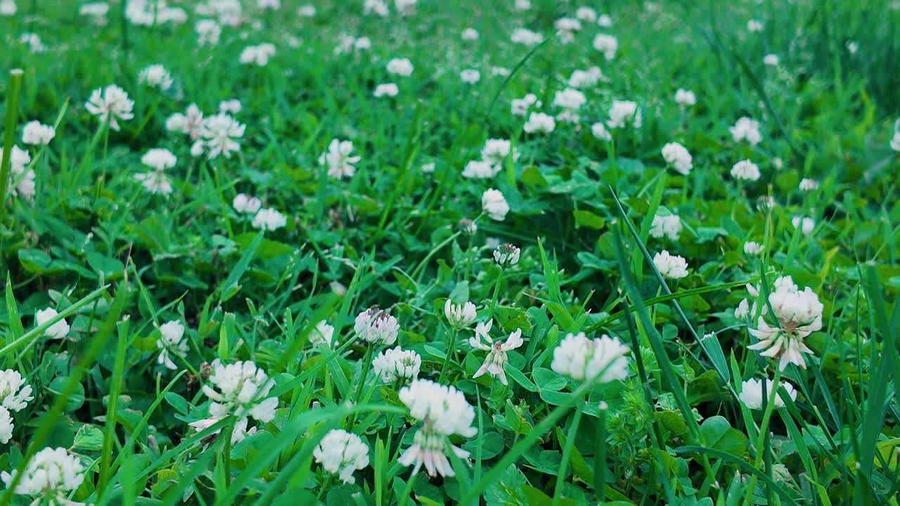 small field of clovers in Kentucky