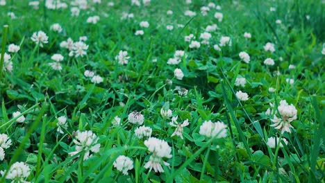 small field of clovers in kentucky