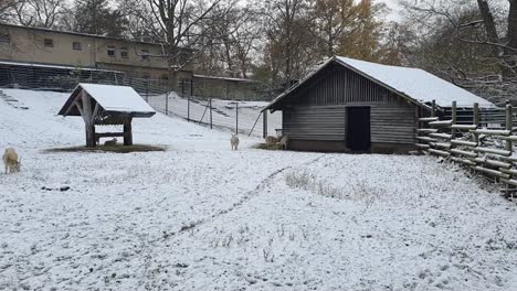 4-Ziegen-Im-Schnee-Berlin-Im-Winter-In-Einem-Schneebedeckten-Park-Hasenheinde-HD-30-Fps-7-Sek