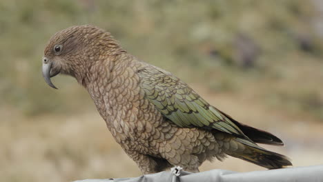 un gran loro inusual, pájaro kea en las montañas alpinas del parque nacional de fiordland, nueva zelanda