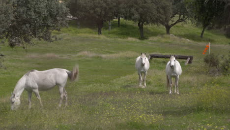 white horses in a field