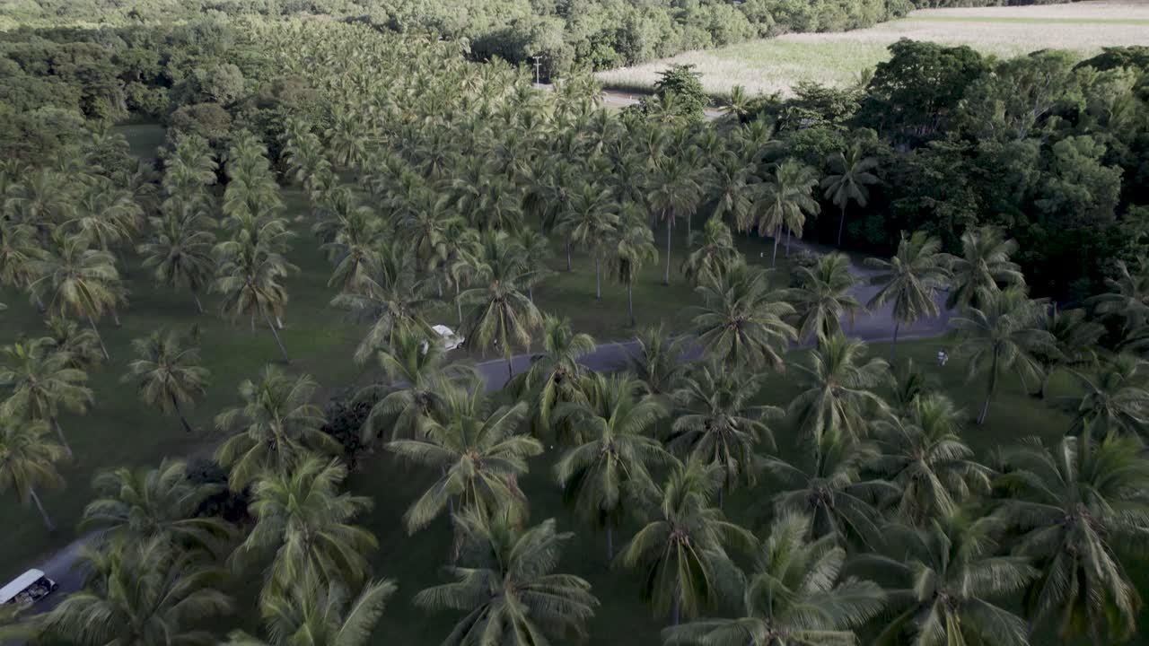la playa de thala en los cairns, el paraíso de las palmeras