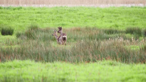 Roe-deer-stag-and-doe-standing-in-grassy-meadow-and-grazing