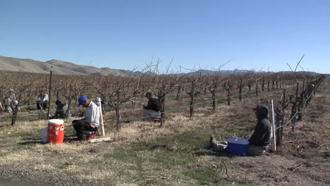 los trabajadores de campo descansan para almorzar mientras podan vides inactivas en un viñedo de california