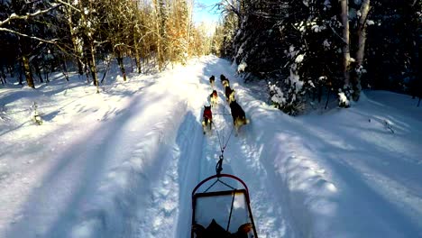 musher riding sleigh