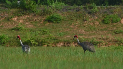 Seen-from-its-back-foraging-then-another-arrives-and-they-both-go-to-the-left,-a-truck-passes-by