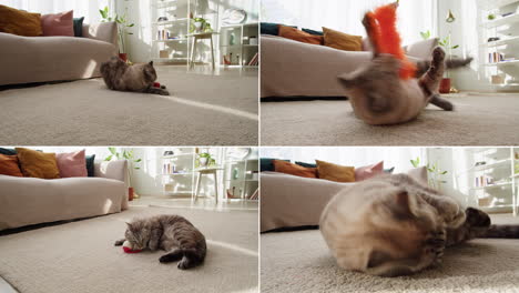 gatos jugando con juguetes en una sala de estar