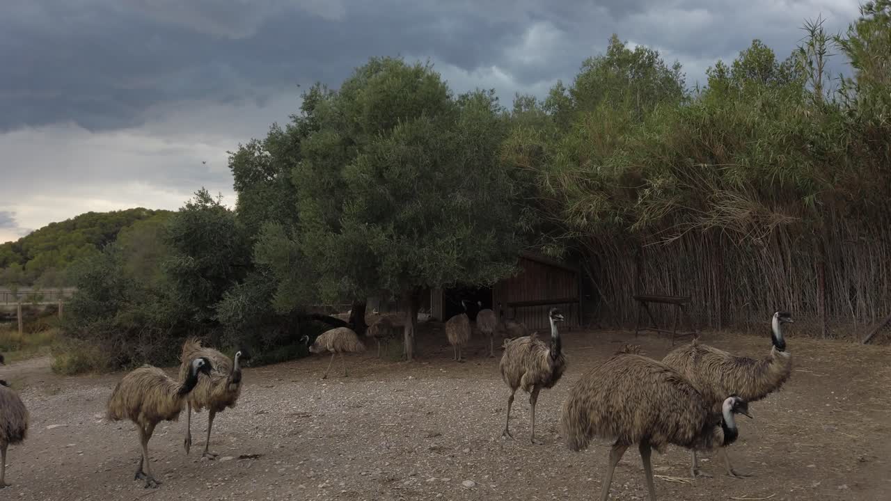 Emus roaming freely within wildlife enclosure at reserve africaine de sigean, walking across gravel ground beneath overcast skies in southern france