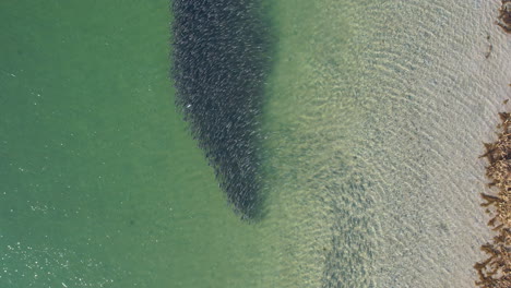 imágenes aéreas de un grupo de peces nadando a lo largo de la costa con aguas oceánicas claras, tomadas por drones