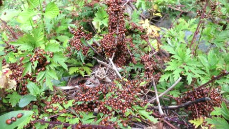 ladybug nest in the woods