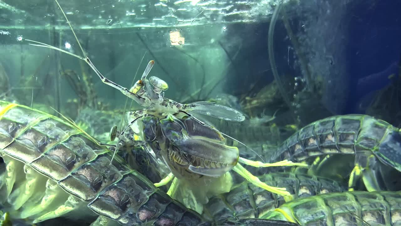 Fresh Mantis Shrimp in a Fish Tank