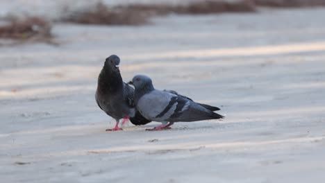 two pigeons engage in a mating ritual.