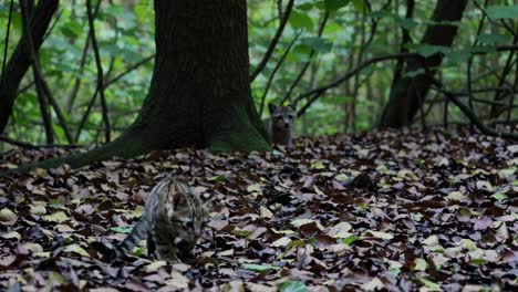 low-angle video of wild kittens playing on leaf-covered forest floor, capturing their playful nature