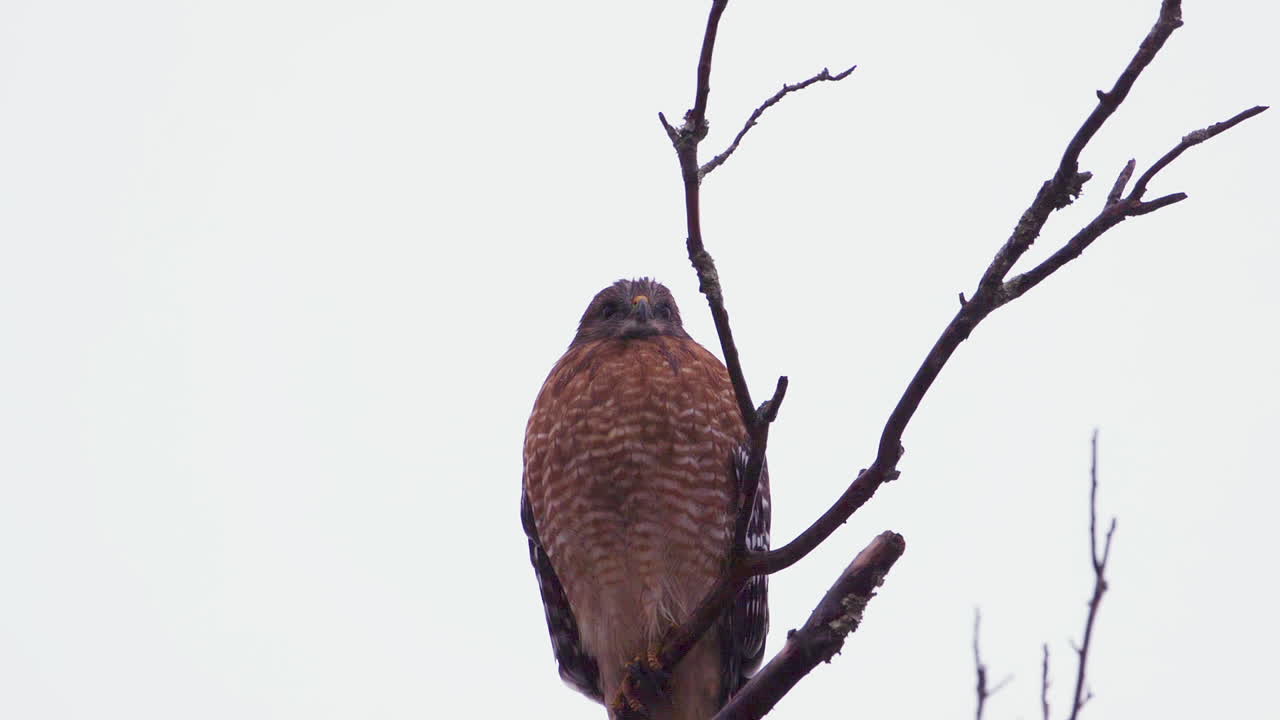halcón de hombros rojos posado en una rama grande y estéril bajo la lluvia torrencial