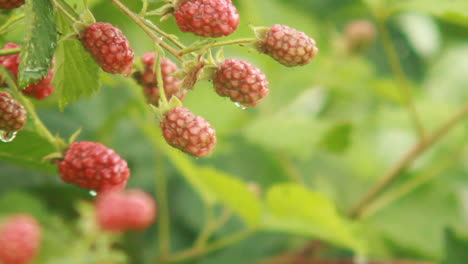 close up of blackberries covered in ants