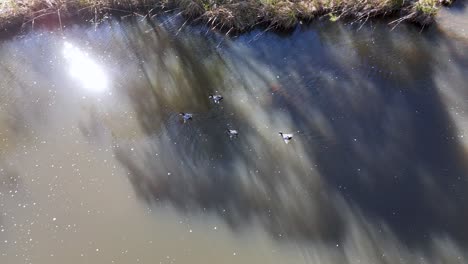 overhead drone footage captures several ducks gliding across a calm, sunlit river, with tree shadows and reflections creating dynamic patterns on the water
