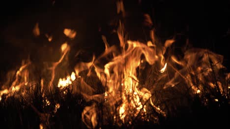 incendio forestal en la noche