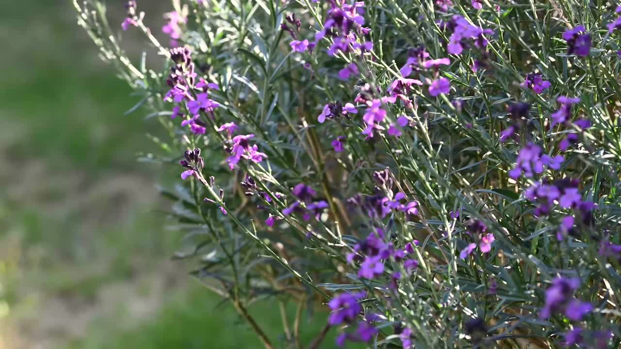 여름 영국 정원에서 보라색 꽃의 timelapse 닫습니다