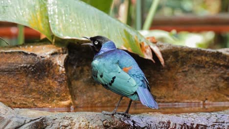 Colorful-Supered-Starling-drinking-water