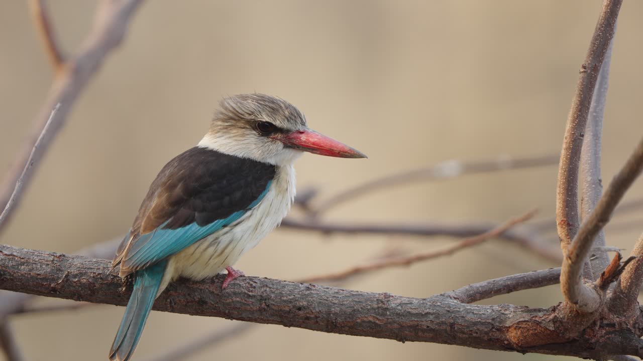 Primo piano di un martin pescatore dal cappuccio marrone appollaiato su un ramo secco nel Parco Nazionale Kruger, Sudafrica. Uccello africano colorato che riposa immobile nel suo habitat naturale di savana, scena di fauna selvatica calma