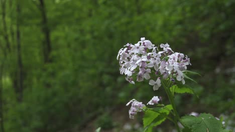 Waldblume-In-Zeitlupe,-Geringe-Schärfentiefe