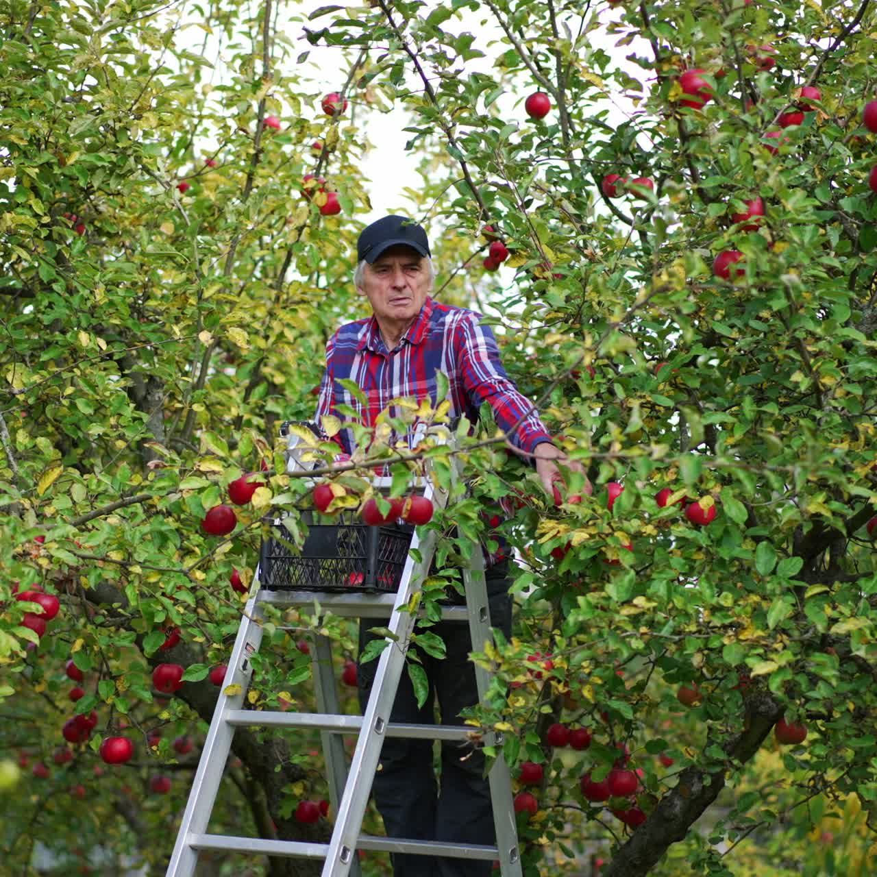 Old farmer standing on the step ladder and picks ripe apples. Man fills the box on the top of ladder with fruit