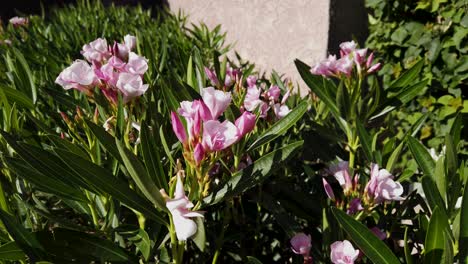 pan left to right of pink oleander blossoms