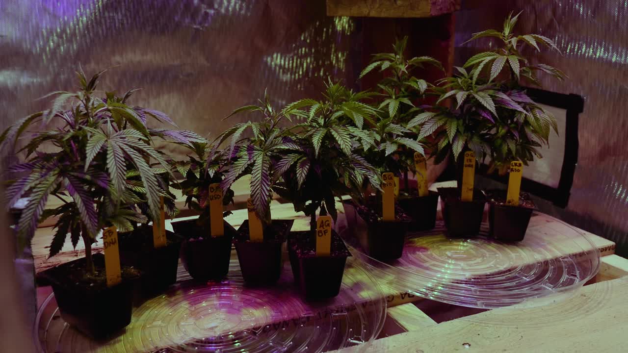 dyi canabis marihuana thc cbd cultivo doméstico en una tienda de campaña con luces y ventilación afición a pequeña escala configuración de dormitorio de repuesto