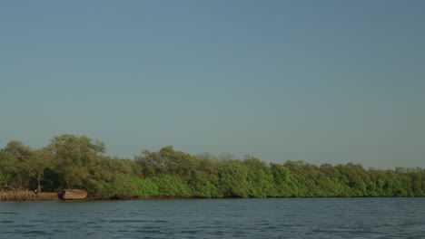 Río-Tranquilo-Que-Fluye-Por-Un-Denso-Bosque-De-Manglares-Verdes,-Cielo-Azul-Claro-Arriba