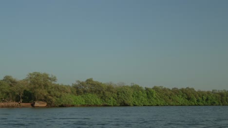 tranquil river flowing by dense green mangrove forest, clear blue sky above